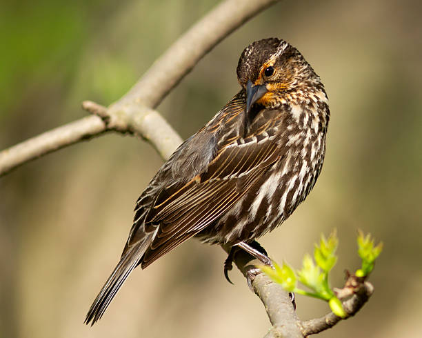 Female red-winged blackbird on a branch during spring migration