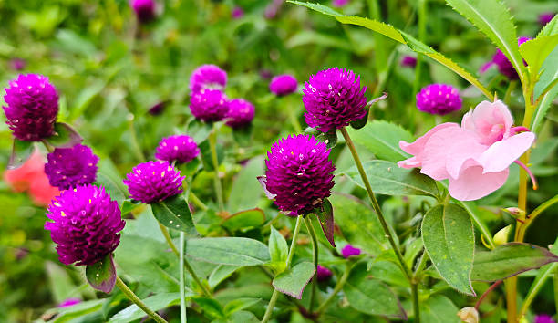 istock Globe amaranth flowers in the garden 2248121043
