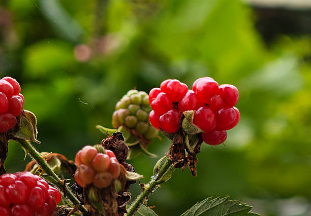 Blackberries hanging from the tree in the garden