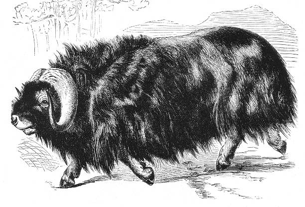 A musk ox identified as Ovibos moschatus with thick coat and curved horns, showing Arctic ungulate adaptations and herd behavior in tundra environments, old vintage illustration, 1899