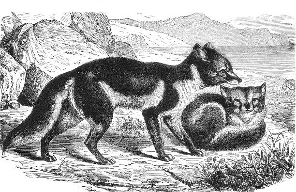An arctic fox identified as Canis lagopus in white winter fur, showing polar adaptation and camouflage strategies for survival in tundra ecosystems, old vintage illustration, 1899