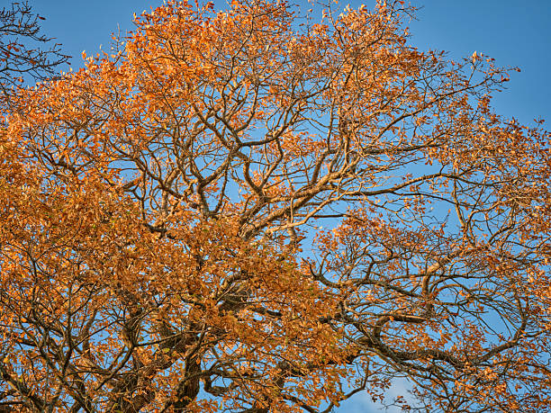 A serene Denmark forest scene features tall beech trees (Fagus sylvatica) with vibrant green moss on trunks, a warm carpet of autumn leaves on the ground, and soft light filtering through bare branches. Calm, natural, and ideal for nature, travel, and mood imagery.