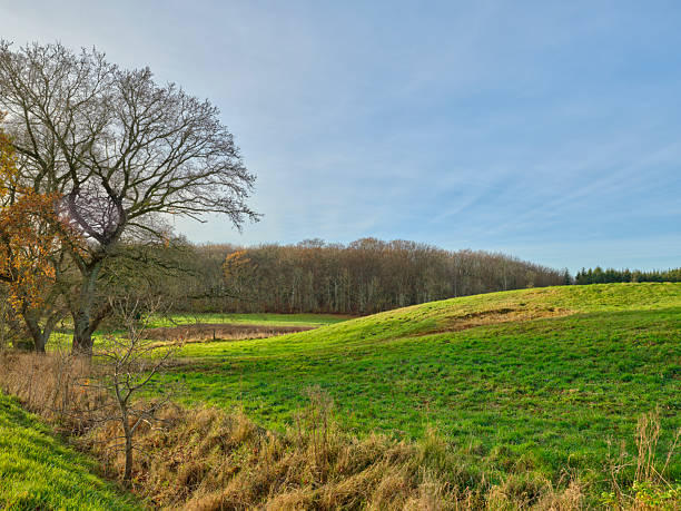 A tranquil Danish landscape featuring gently rolling green hills, a prominent bare-branched tree on the left, and a distant forest line under a clear blue sky. The scene evokes calm, spaciousness, and natural beauty of the Danish countryside, with hints of autumn color and wild grasses in the foreground.