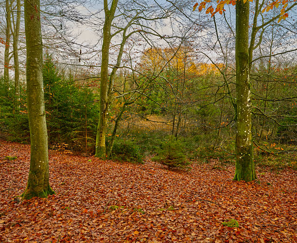 A tranquil autumn forest in Denmark, where a carpet of red and orange leaves covers the ground. Tall beech and deciduous trees rise above a quiet undergrowth, moss at the base, and a soft, muted light filtering through the branches. Fagus sylvatica and Quercus sp. add natural texture to the scene, capturing the seasonâs warmth and stillness.