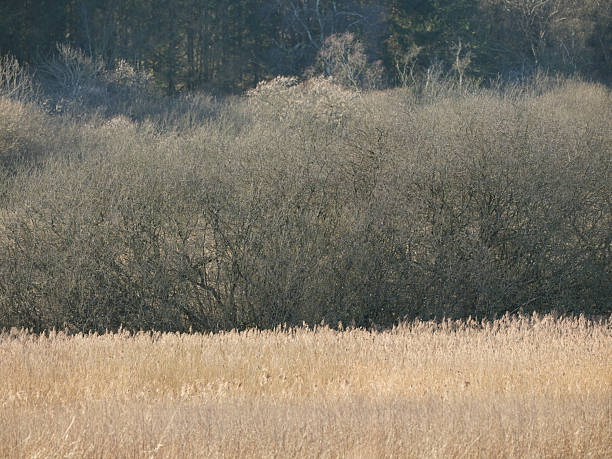 A tranquil winter landscape featuring a golden stand of dried grasses in the foreground, with dense, leafless shrubs and a distant tree line. Muted tones and soft light convey calm, solitude, and rural Nordic beautyâperfect for nature, travel, and seasonal stock needs in Denmark.