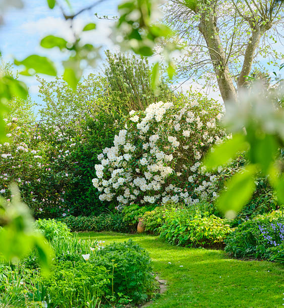 istock Tranquil spring garden scene with white roses in full bloom, lush greenery, and a sunlit lawn, creating a serene outdoor landscape perfect for nature, gardening, and lifestyle themes 2248121699