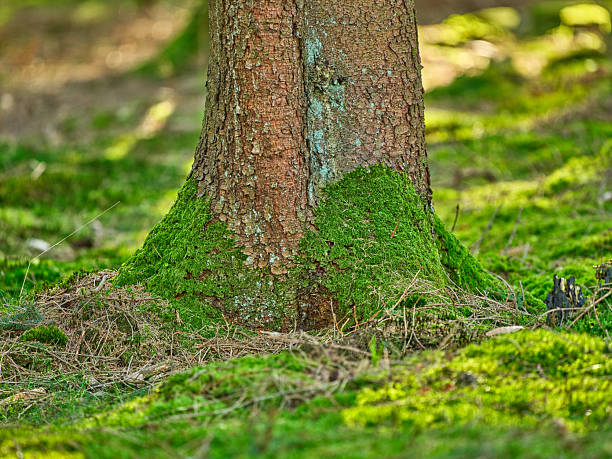 A tranquil forest scene featuring a sturdy tree trunk wrapped in vibrant green moss at its base, with rich moss on the forest floor and dappled sunlight creating a peaceful, natural atmosphere typical of Danish woodlands.