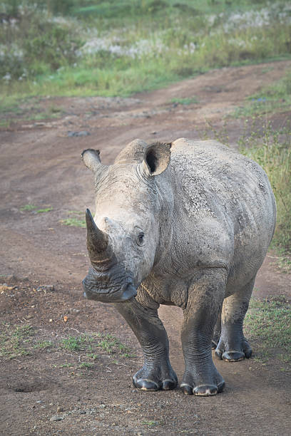 istock The Wildlife of Kenya 2248121898