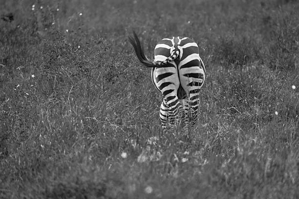 istock The Wildlife of Kenya 2248121913