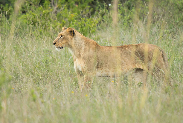Kenya is a treasure trove of wildlife with predators and prey living in close proximity. It is raw and unforgiving. This series of images from my very short trip to Kenya made me feel like a child in a candy shop and at complete peace.  Seeing 3 of the Big 5 within a few hours from landing in this beautiful country was blissful.