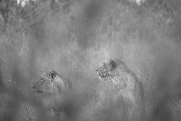 istock The Wildlife of Kenya 2248122055