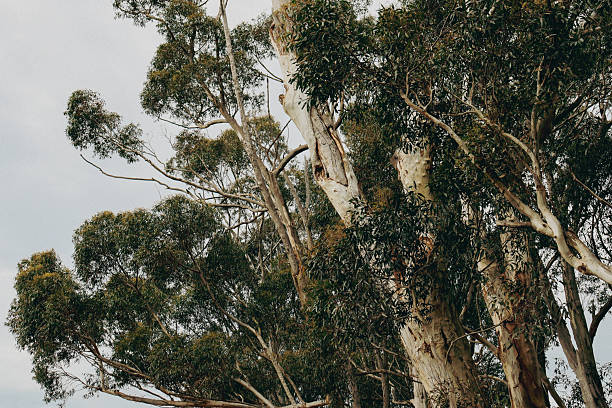 eucalyptus tree tops in australian bushland against cloudy sky