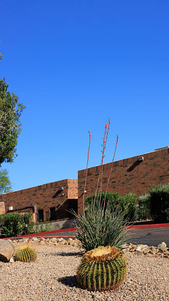 istock Golden Barrel Cacti and Red Yucca in Xeriscaping 2248123774