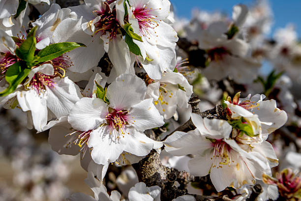 Blooming peach blossoms