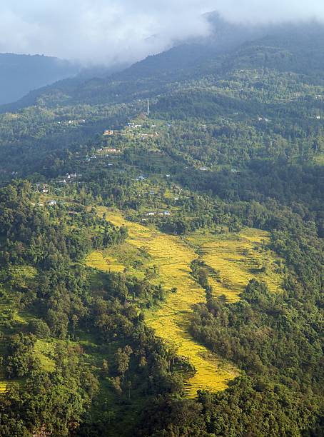 istock rice or paddy fields in Nepal Himalaya mountain 2248124937