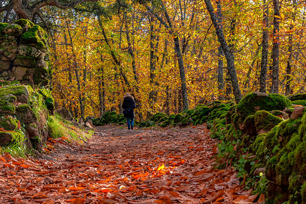 Alone person walks away along a rustic trail completely covered in vibrant orange fallen leaves, flanked by moss-covered stone walls within a dense chestnut forest during autumn in Extremadura, Spain. Sunlight filters softly through the canopy.