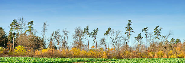 A serene Denmark forest scene features tall beech trees (Fagus sylvatica) with vibrant green moss on trunks, a warm carpet of autumn leaves on the ground, and soft light filtering through bare branches. Calm, natural, and ideal for nature, travel, and mood imagery.