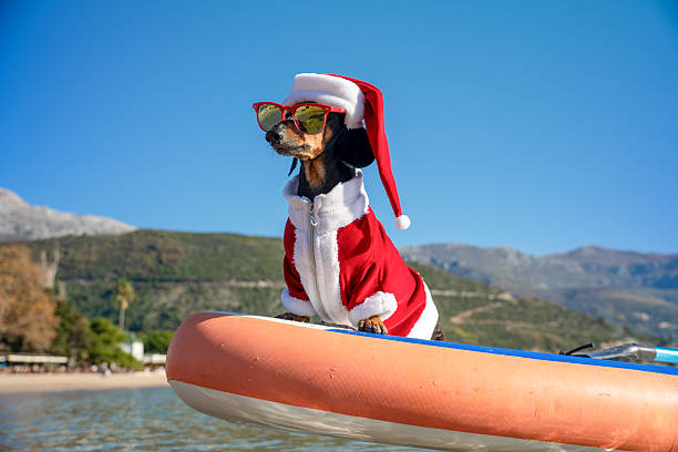 istock Christmas dog on paddleboard enjoying sunny beach holiday 2248127594