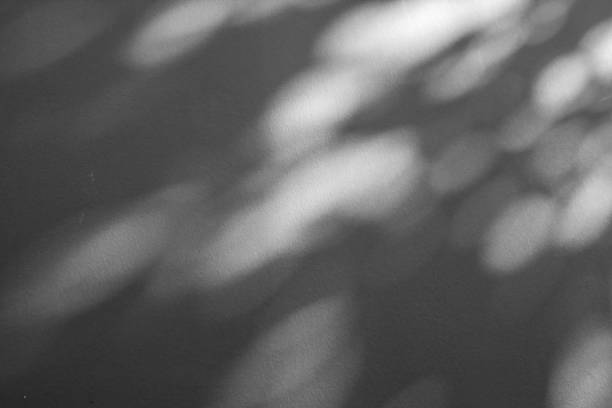 istock Abstract natural tree branch leaves shadow on white wall background 2248127759