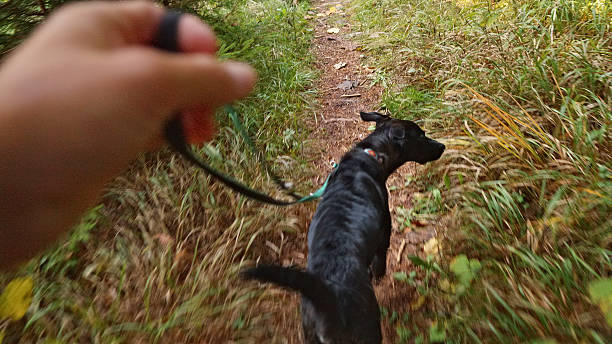 istock Black Dog on Leash Exploring Grassy Trail with Owner's Hand 2248128097