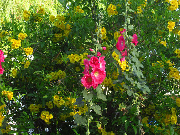 Tall Magenta and Yellow Flowers