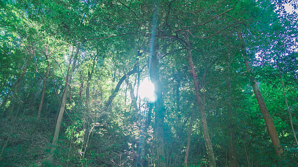 istock Visit Mie and view beautiful green power. 2248131104