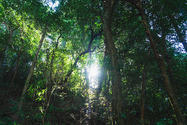 istock Visit Mie and view beautiful green power. 2248131757