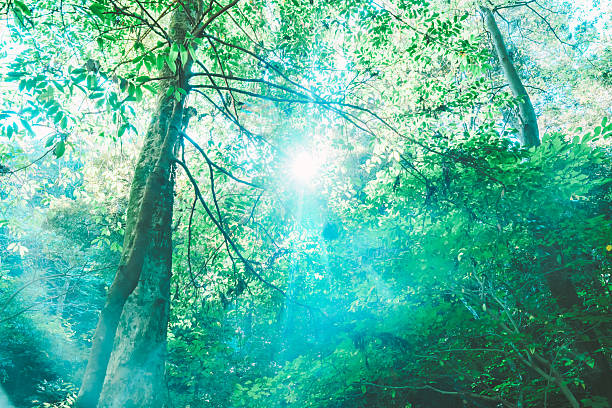 Visit Mie and view beautiful green power.