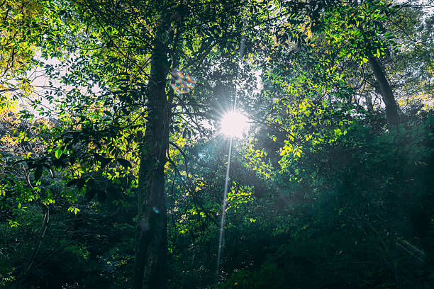 istock Visit Mie and view beautiful green power. 2248131868