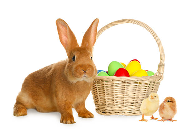 Normal eggs and Easter egg chicks as decoration on white background