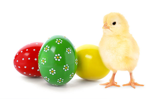 istock Happy Easter. Cute chick and painted eggs isolated on white 2248133491