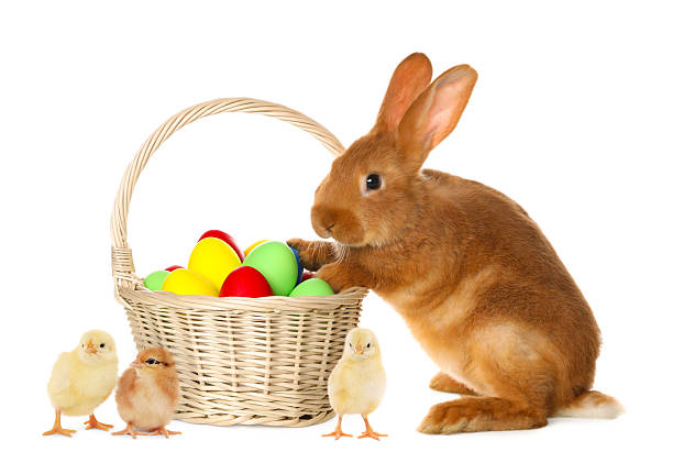 Happy Easter. Painted eggs in wicker basket, cute chicks and rabbit isolated on white