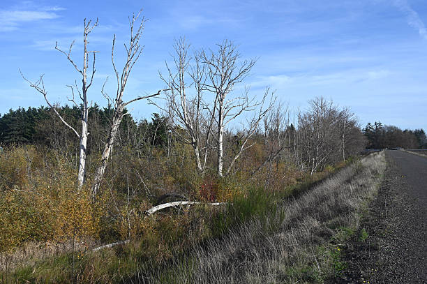 Gravel road next to an autumn wilderness area with bare gray trees.