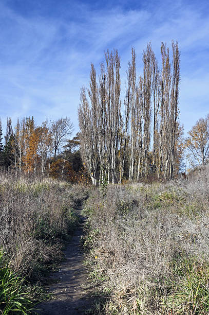 Stand of oldish looking gray trees with a path leading towards them.  Sunny day good for walking.  Late autumn scenery.  Location is Sequim, WA.