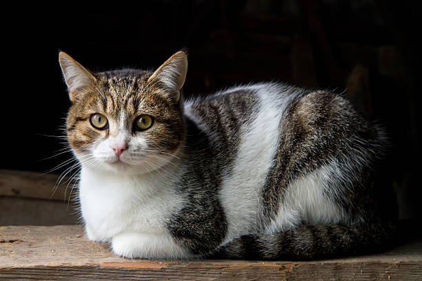 istock Cat Portrait on Wooden Surface on Black Background 2248137177