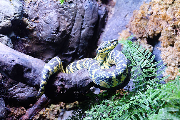 istock Vibrant Yellow and Black Patterned Snake, Possibly a Pit Viper, Coiled Gracefully Around a Dark Branch Amidst Lush Green Ferns in a Humid Habitat 2248139370