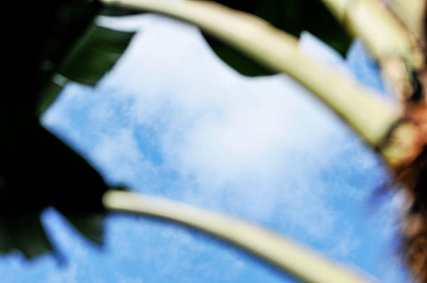 Banana Tree Leaves  in blue sky