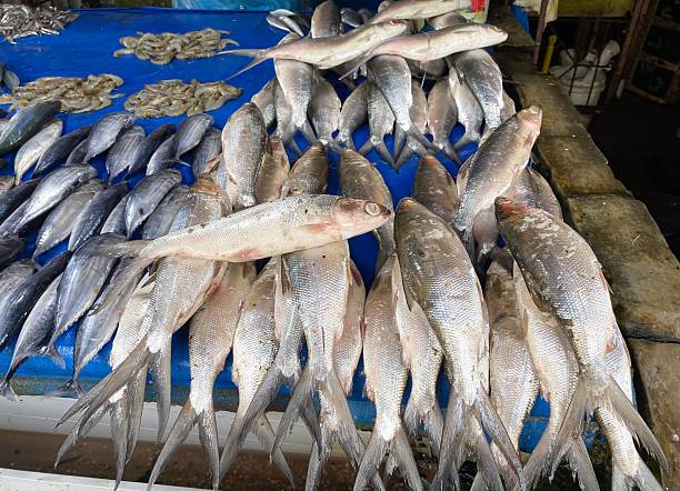 istock Freshly Caught Various Fish and Shrimp Displayed for Sale on a Vibrant Blue Tarp at a Bustling Traditional Seafood Market Stall 2248139629