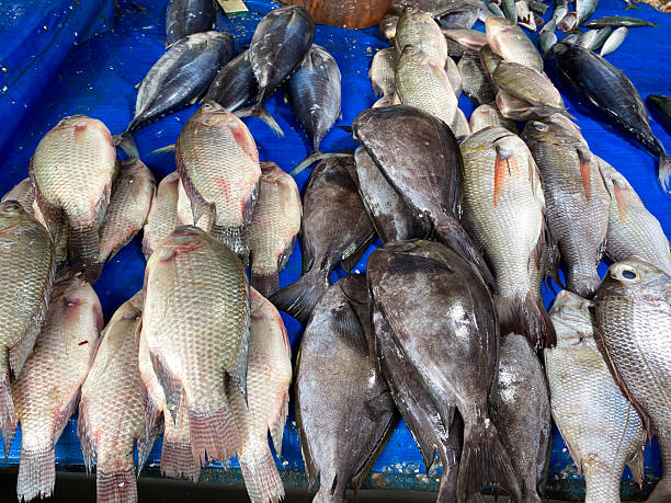 istock Freshly Caught Fish, Including Tilapia and Other Species, Displayed on a Vibrant Blue Tarp at a Bustling Local Market 2248139665