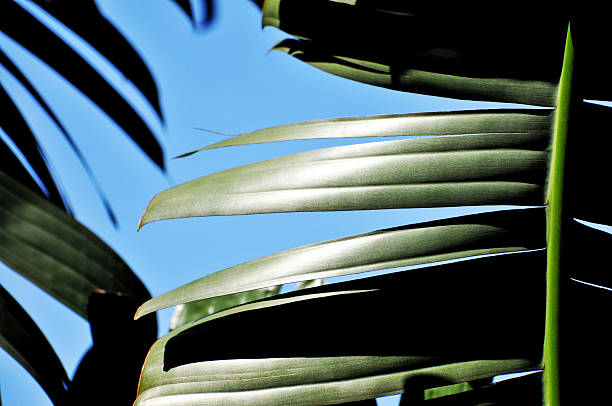 istock Banana Tree Leaves and flowers 2248139909
