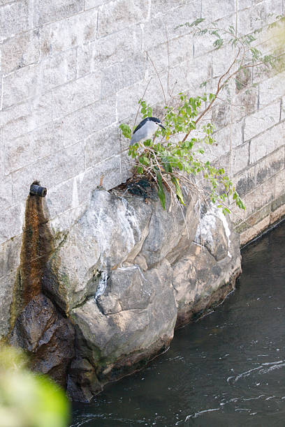 istock Night Heron Perched on a Stone Embankment 2248141961