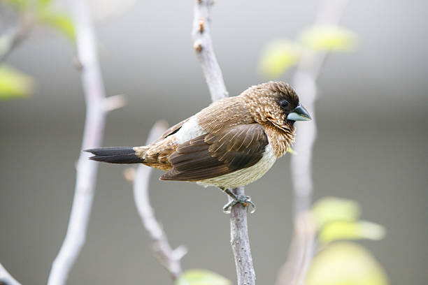 The front side of Scaly-breasted Munia