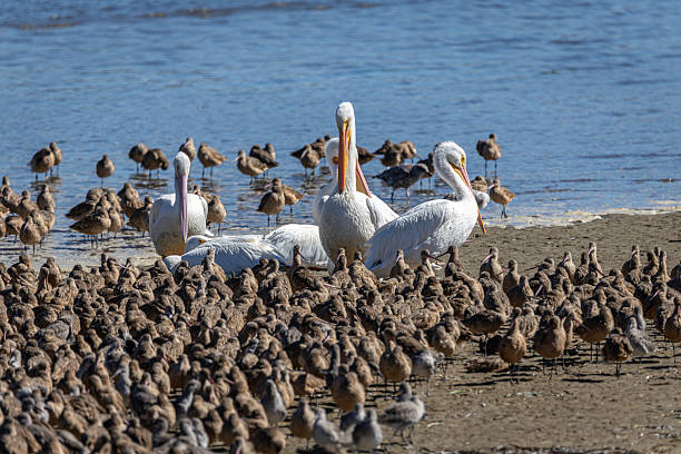 A large group of white pelicans stands and rests on a sandy beach while numerous small sandpipers populate the foreground and shallow water. The tranquil blue lake behind them adds depth, capturing a lively moment of animal gathering, feeding, and social interaction in a natural park setting.