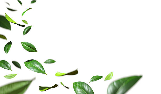 istock Relaxation leafs flow purified on white backgrounds 3d illustration 2248144336