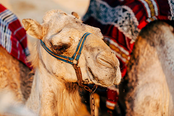 Closeup of a Double humped Camels in Sand dunes of Nubra Valley