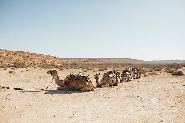 Camels resting in the desert with traditional saddles, captured in natural daylight. A peaceful Middle Eastern landscape showcasing desert wildlife, travel, and adventure.