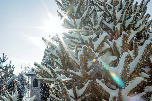 Sunlight illuminates fluffy snow covered branches of a conifer tree in winter creating a soft atmosphere of a frosty day with natural glow and calm winter light