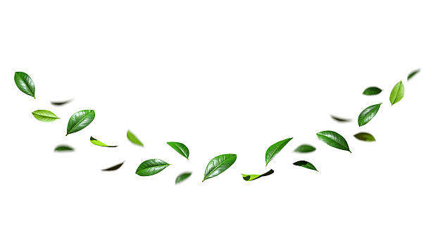istock Freshness eco leafs curve motion cutout white backgrounds 3d illustration 2248148372