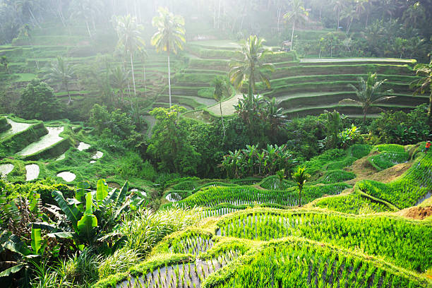 istock Green rice terrace scenery. Tegalalang - Ubud, Bali 2248149217