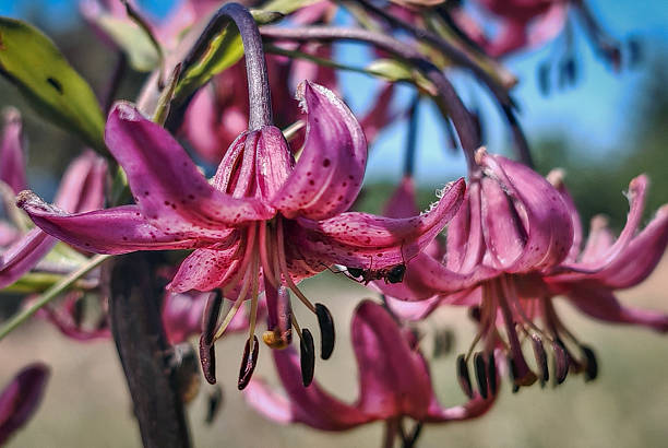 istock Martagon Lily Cluster Blooming in Summer Meadow 2248149857